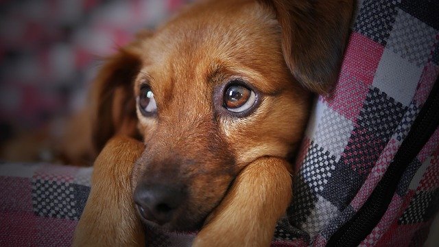Ветврач предупредил о резком увеличении больных трахеобронхитом собак в питомниках Лондона