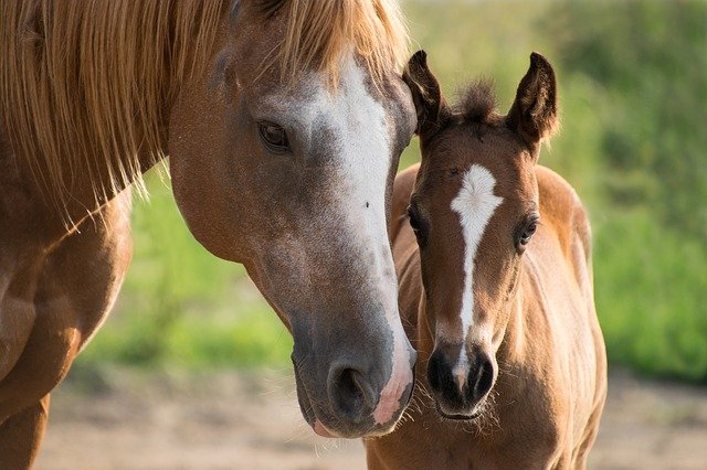 Минсельхоз подготовил новые ветправила по инфекционной анемии лошадей