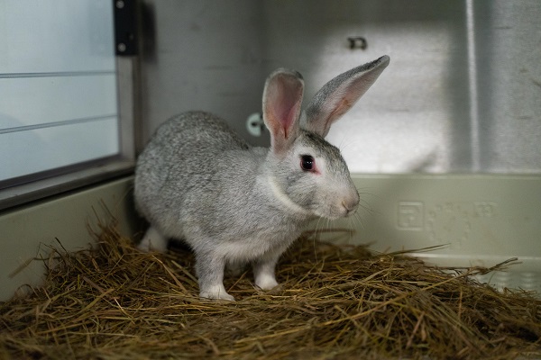 ЕС планирует запретить держать в клетках кроликов и молодых кур