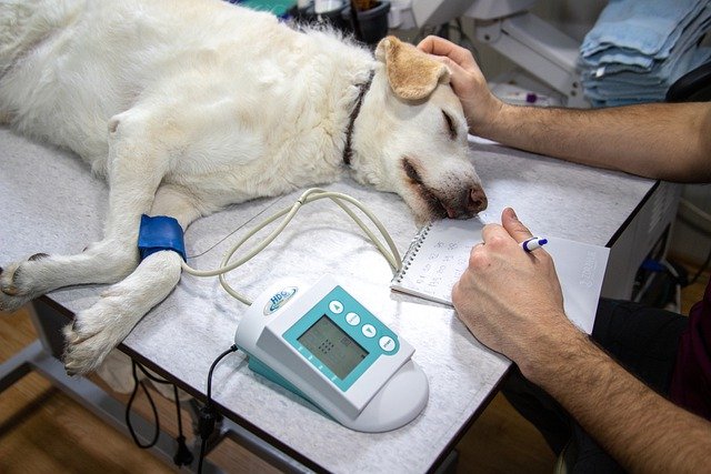 Устройство для физиотерапии животных разработали в Индии