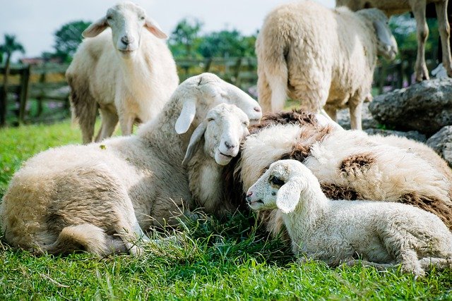 Канада сообщила о вспышке сибирской язвы среди овец