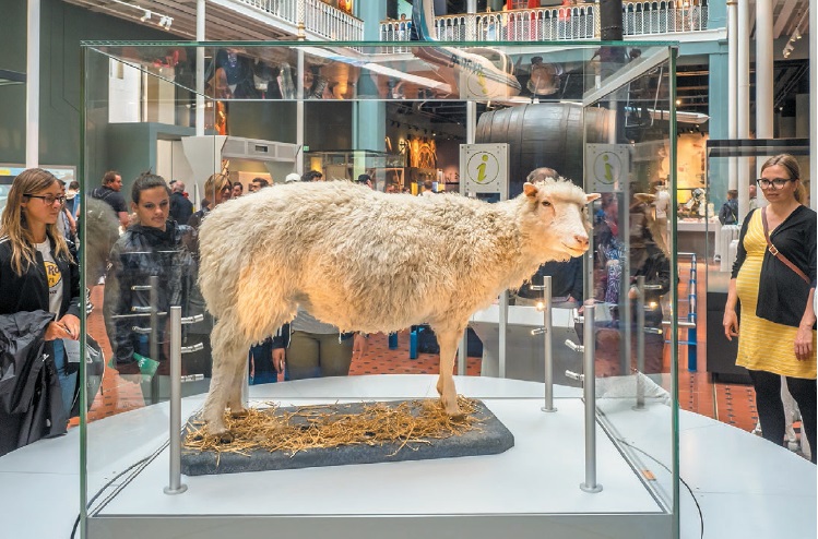 Прогресс в овечьей шкуре: кому нужна технология создания генетических копий животных