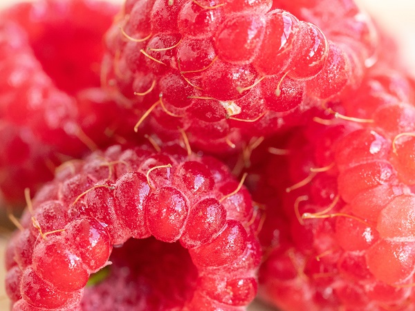 Россельхознадзор сообщил о мерах по предотвращению ввоза продукции, зараженной азиатской ягодной дрозофилой
