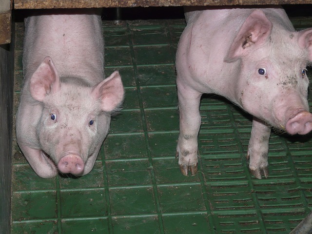 В Великобритании собираются разводить устойчивых к РРСС свиней