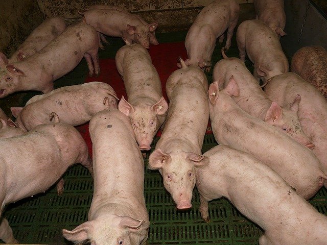 Ученые подтвердили возможность передачи вируса ящура свиньям через импортные зараженные корма