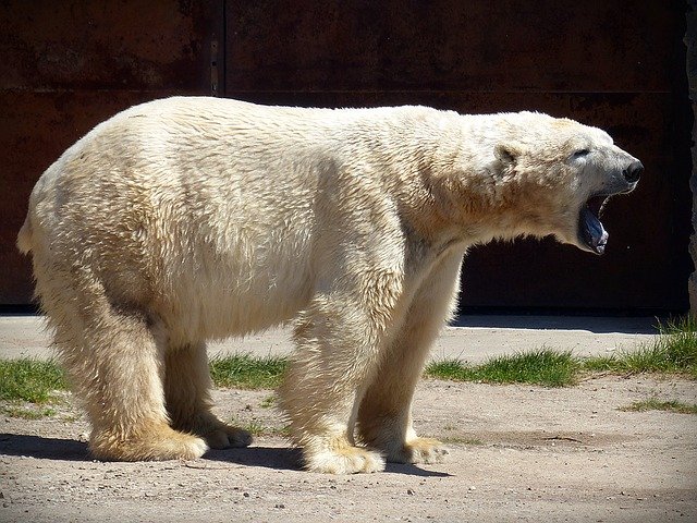 На Ямале создали «медвежий патруль»