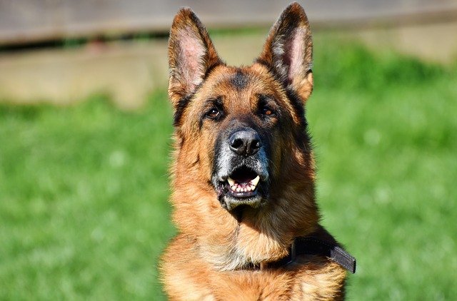Служебная собака из России впервые получила премию за верность в Италии
