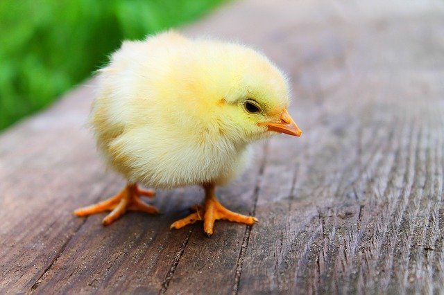 Франция и Германия запретят выбраковку цыплят-самцов с 2022 года