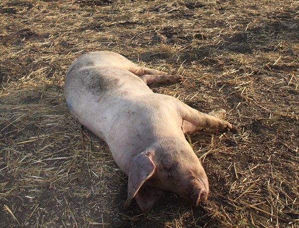В Хабаровском крае начали проверку после обнаружения трупов свиней на свалке