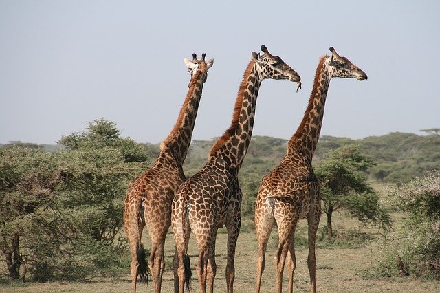 Ученые выяснили, что у жирафов выживать потомству помогают бабушки
