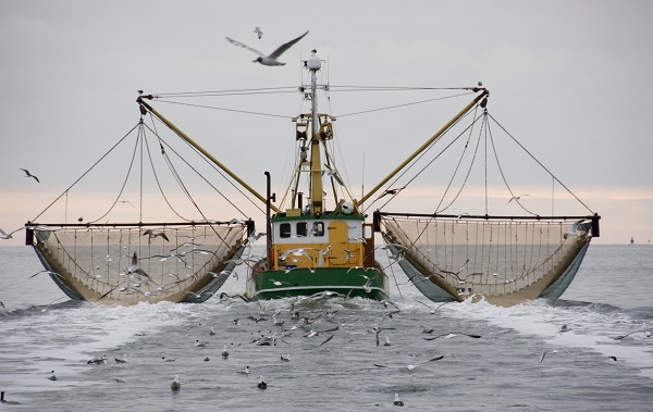 Российские ученые изучат видовой состав рыбы в Черном море