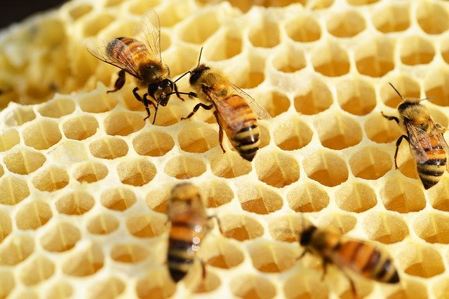 Производство меда в мире будет сокращаться из-за гибели пчел
