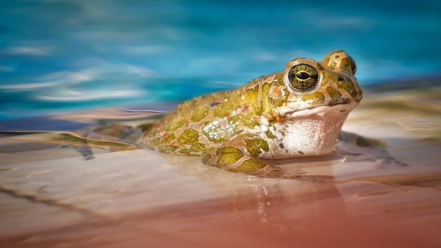 Ученые разгадали секрет, почему ядовитые лягушки не умирают от собственного яда