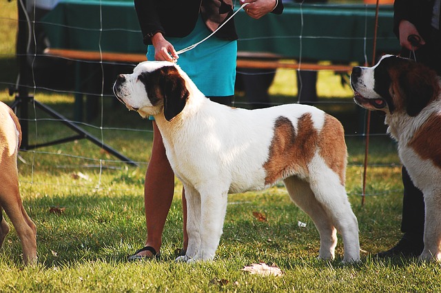 В Абрау-Дюрсо 5 сентября пройдет всероссийская выставка собак DOG Picnic