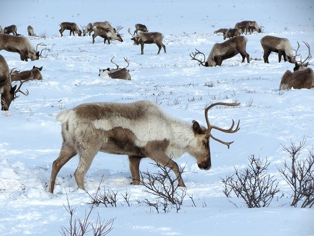 В Красноярском крае обнаружили свыше 1,2 тыс. погибших северных оленей