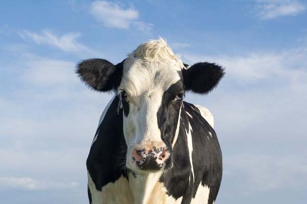 Сельхозорганизации РФ за январь – июнь 2021 года увеличили надои молока на 1,5%