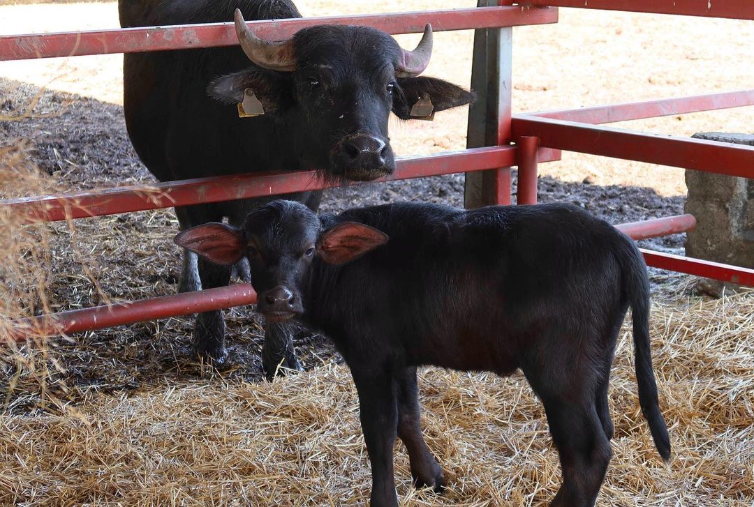 Первая буйволиная ферма открылась в Ставропольском крае