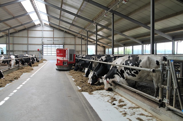 В Приамурье откроют молочную ферму на 2,4 тысячи голов КРС