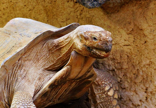 Росприроднадзор пресек незаконную продажу краснокнижной черепахи
