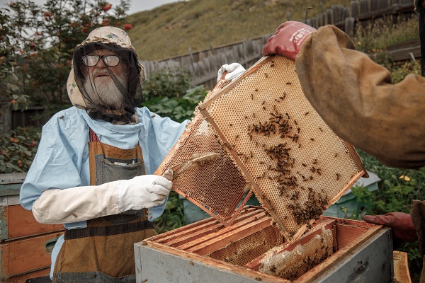 Ученые советуют давать пчелам микроводоросли