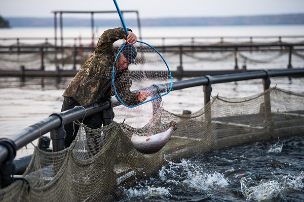 Рыбаки за неделю выловили 120 тысяч тонн лососевых