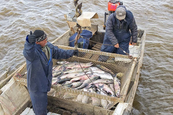 Российские рыбаки увеличили вылов лосося на 12%