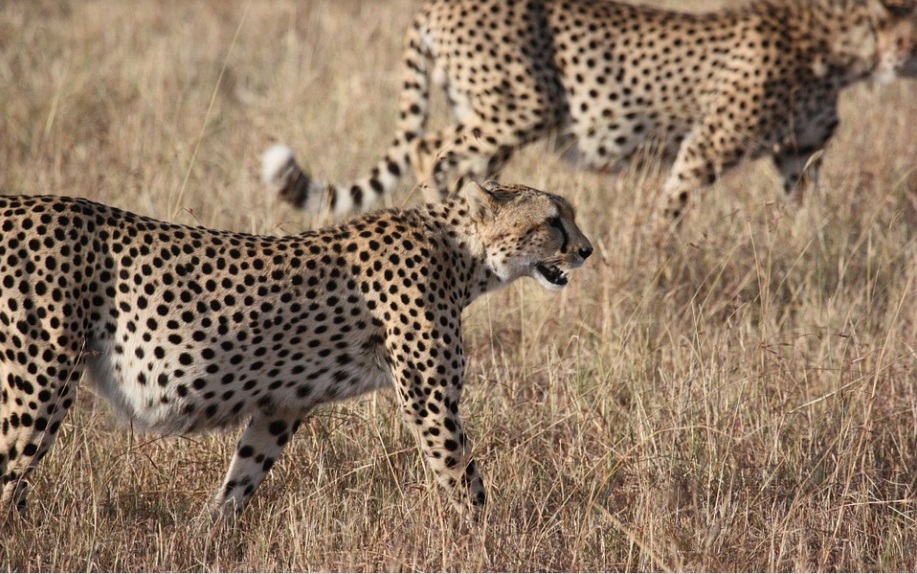 В Намибии гепарды впервые пали от сибирской язвы