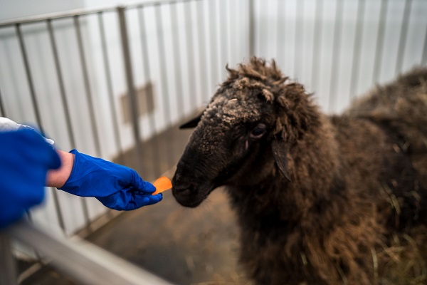 Новые ветправила по оспе овец и оспе коз вступят в силу в марте