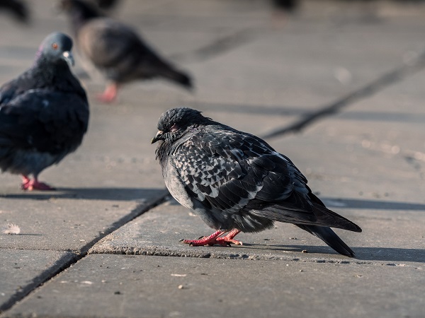 Ветспециалисты предупредили об опасности заражения орнитозом от голубей