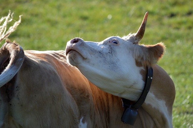 Случай коровьего бешенства выявлен на ферме в Великобритании