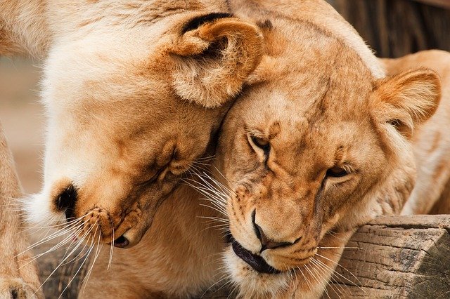 В Вашингтонском зоопарке львы и тигры с COVID-19 отказываются от мяса