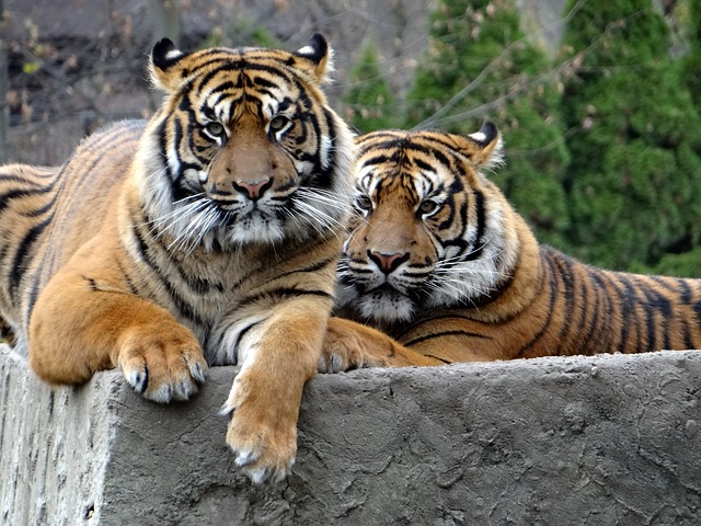 Индонезия сообщила в МЭБ о двух переболевших COVID-19 тиграх