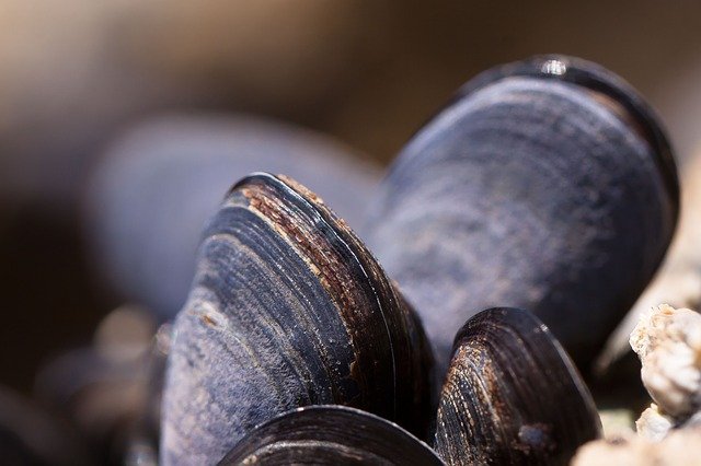 США сообщили о вспышке кампилобактериоза из-за моллюсков