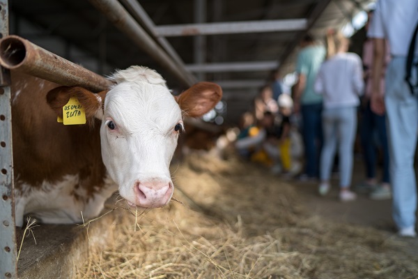 Ученые из Великобритании разработали новый метод ЭКО для коров