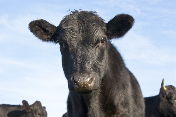 В Северной Ирландии запретили перемещение скота без его тестирования на вирусную диарею