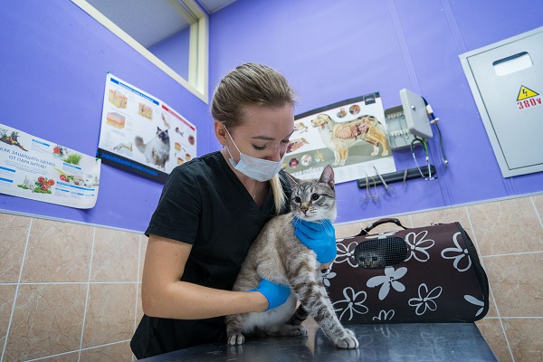 В России разработали нацстандарт по болезням кошек и собак
