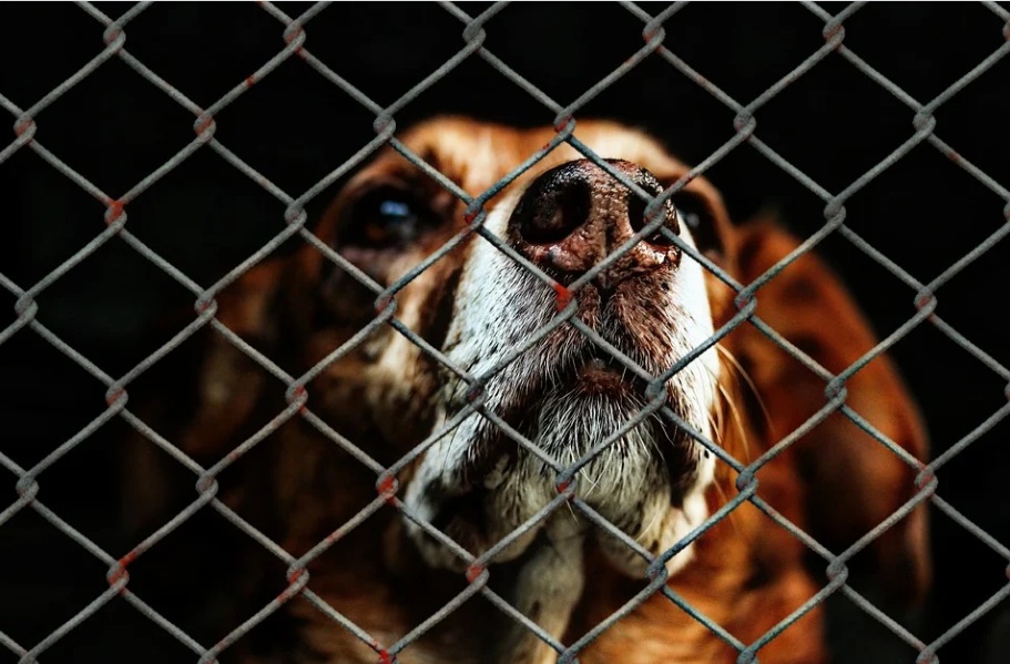В Подмосковье выясняют причины массовой гибели собак в приюте