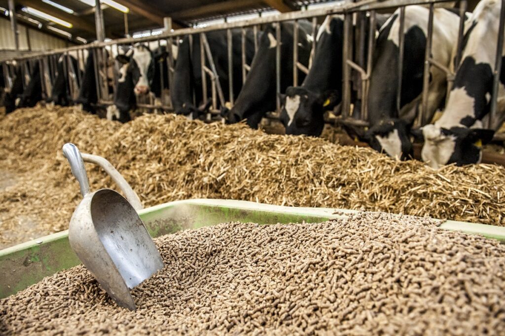 Россельхознадзор выявил ГМО в импортных кормах для грызунов и скота