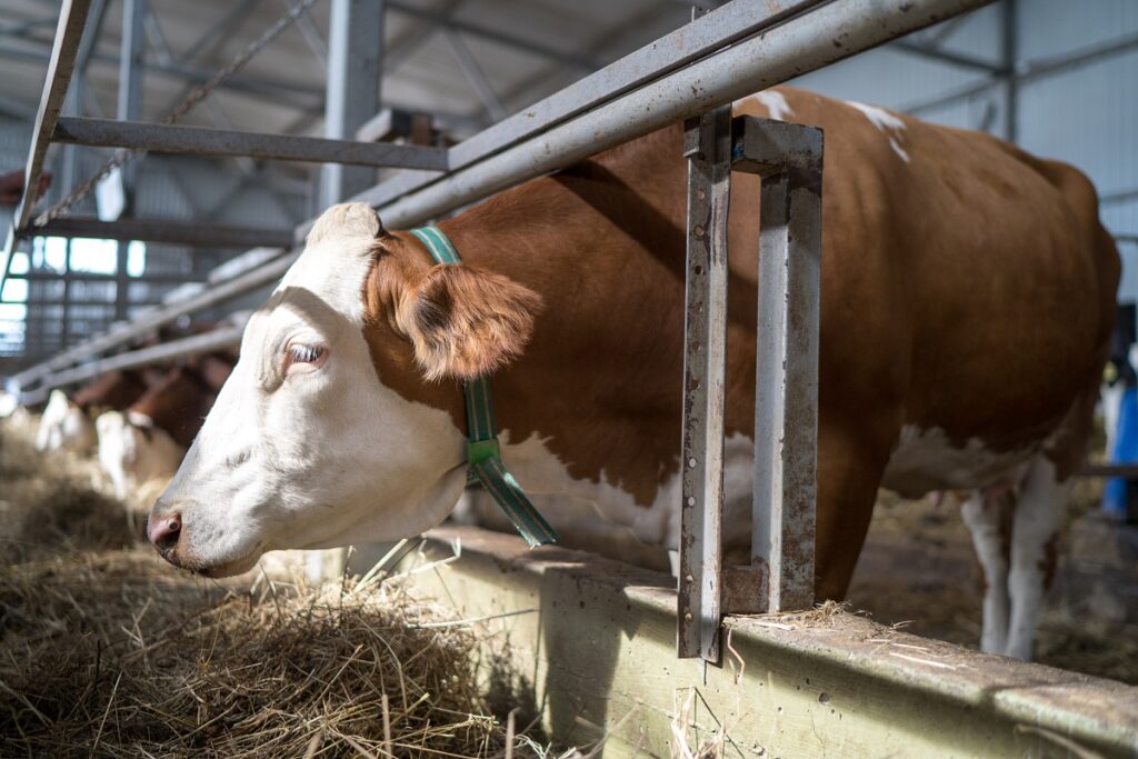 ОАЭ открыли для поставок крупного и мелкого рогатого скота из РФ