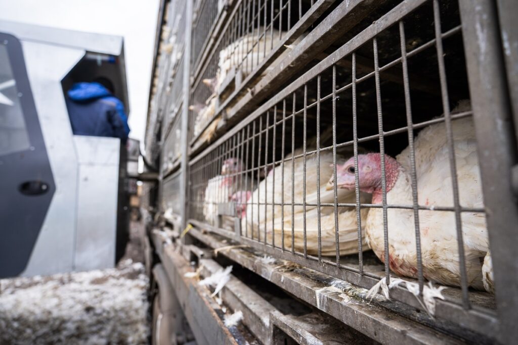Россельхознадзор прогнозирует занос гриппа птиц на птицефабрики Курганской области