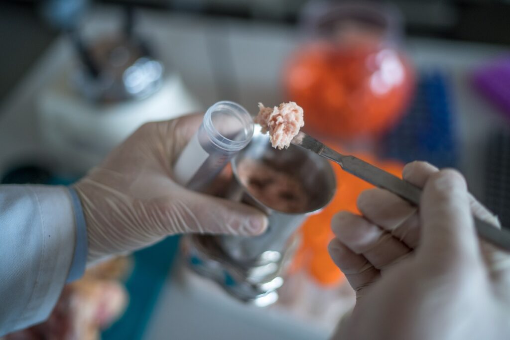 Российские ученые создадут в лаборатории котлету из эмбриона кролика