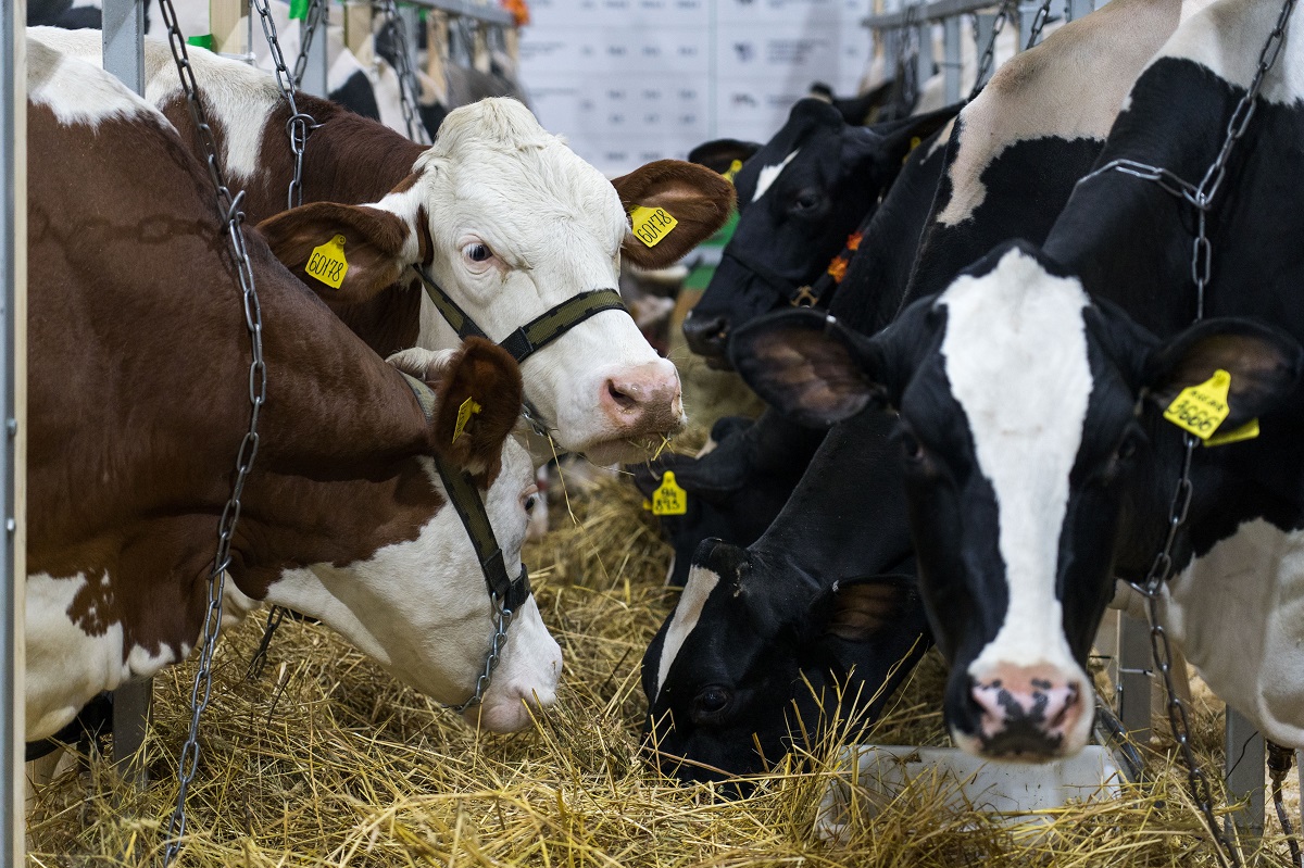 Молочное животноводство просят вывести из-под действия закона о парниковых газах