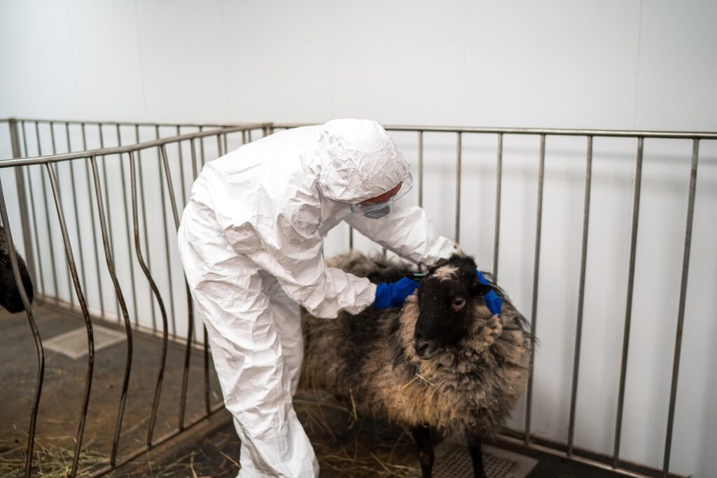 Специалисты Ленинградской МВЛ выявили вирус оспы у овцы