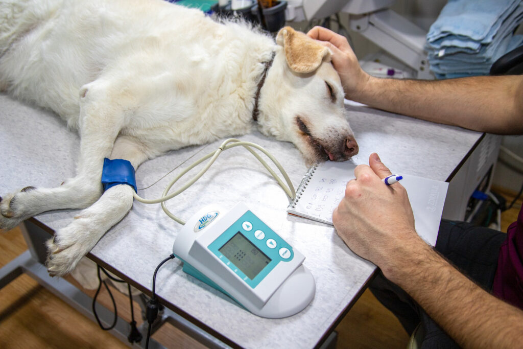 Ветврач: как помочь собаке восстановиться после перелома