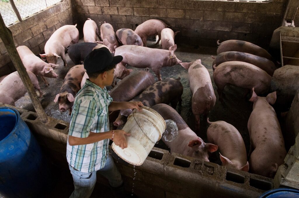 Великобритания отложила введение запрета на станки для опороса свиноматок