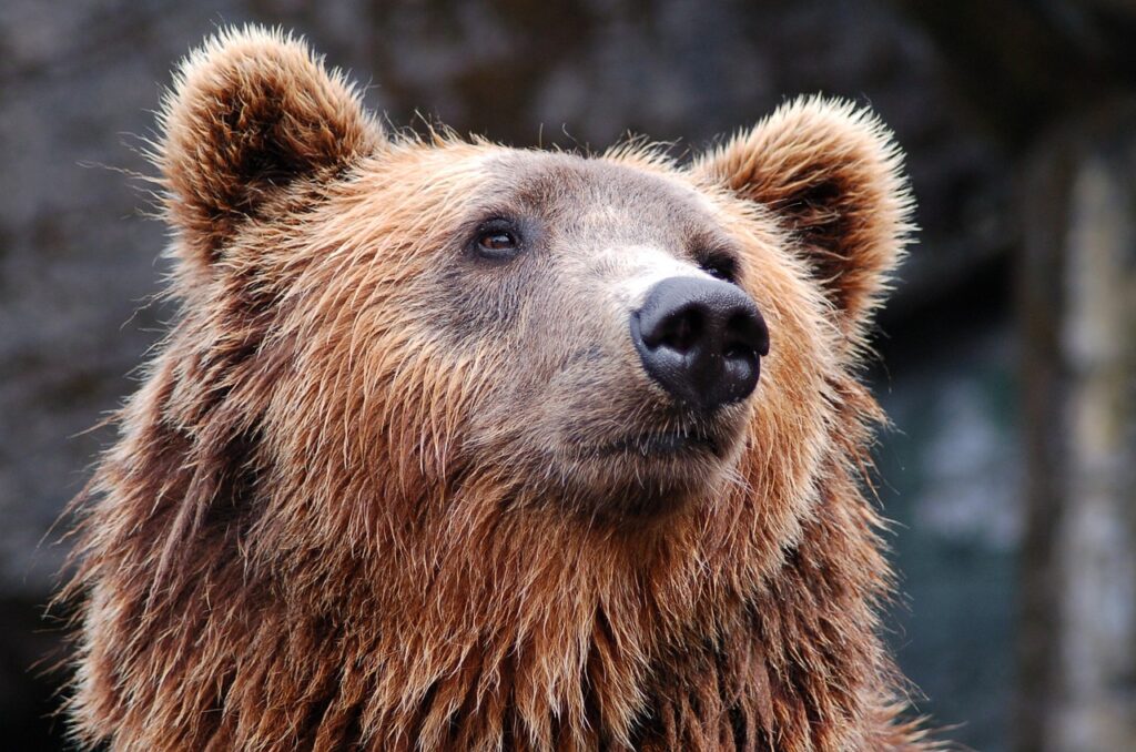 Названа причина гибели медведей в зоопарке Челябинска