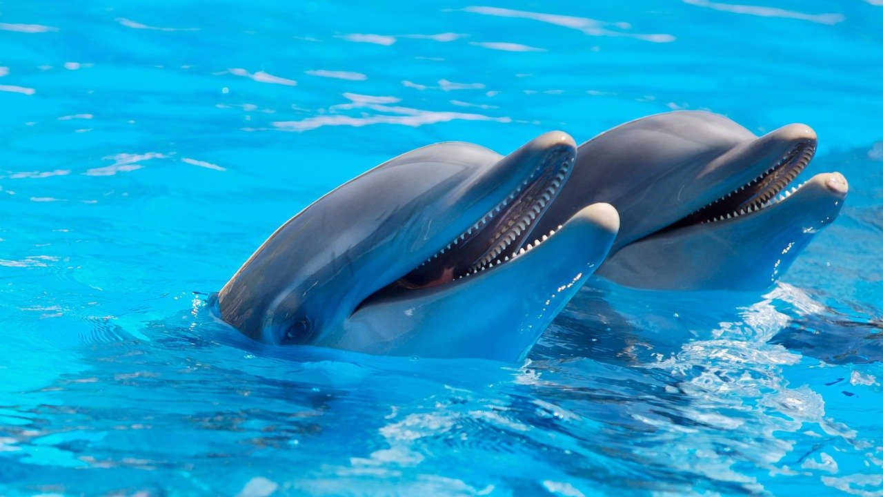 Госдума приняла в I чтении законопроект о запрете вылова китов и дельфинов