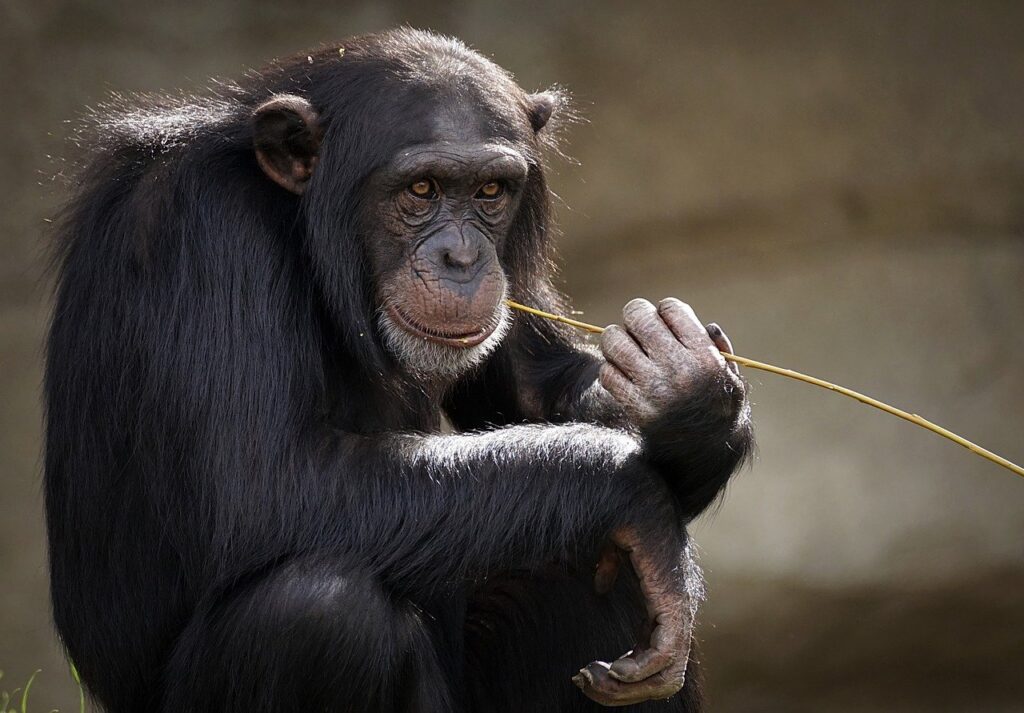 В Таллинском зоопарке шимпанзе вакцинируют от COVID-19