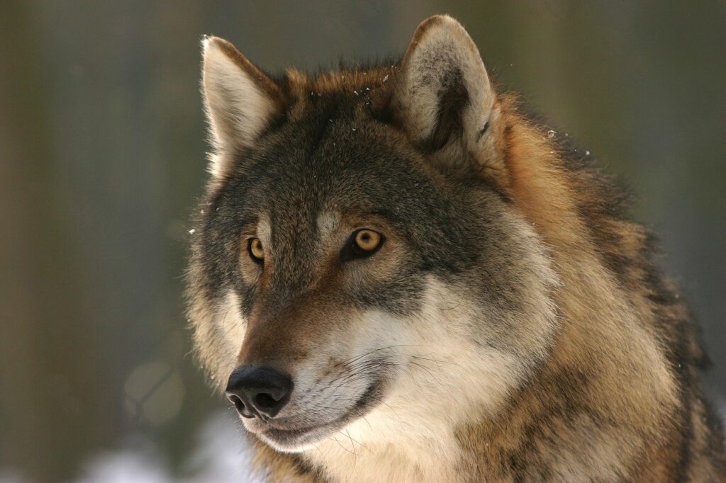 Исследование: волки могут помочь в борьбе с АЧС