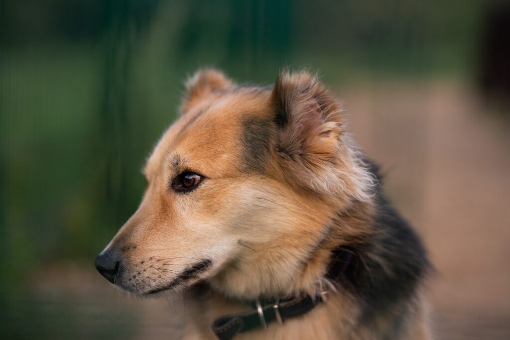 Ветврачи из Новосибирска первыми в мире протезировали собаке все лапы